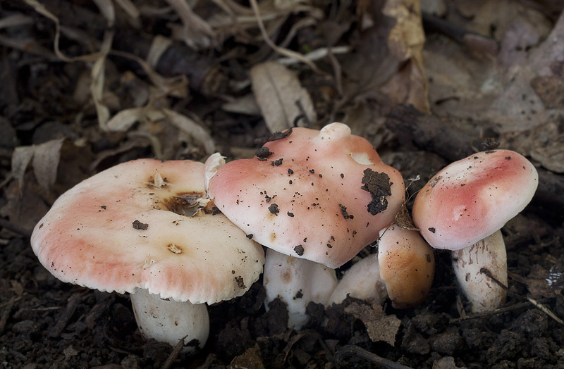 Russula luteotacta